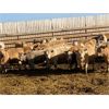 Image 5 : Elkwater Farming Co. - 880# Heifers - 125 Head (Elkwater, AB)