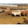 Image 6 : Elkwater Farming Co. - 880# Heifers - 125 Head (Elkwater, AB)