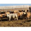Image 7 : Elkwater Farming Co. - 880# Heifers - 125 Head (Elkwater, AB)