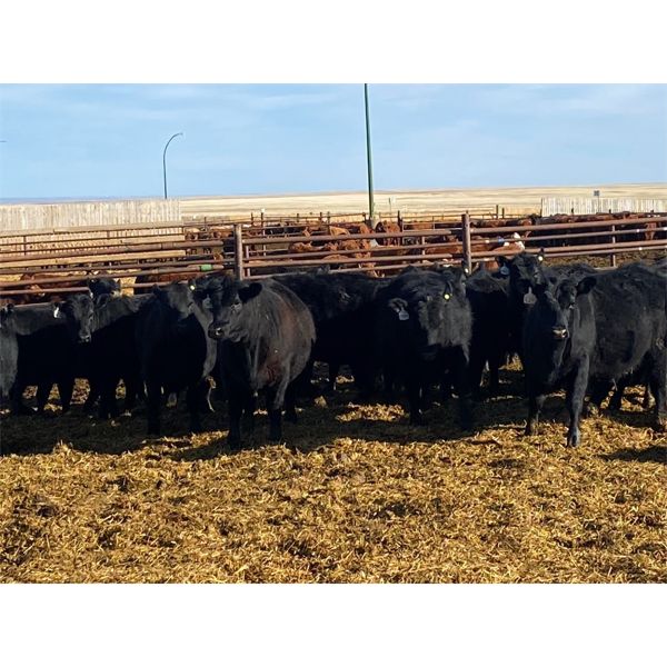 Elkwater Farming Co. - 870# Heifers - 70 Head (Elkwater, AB)