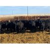 Image 1 : Elkwater Farming Co. - 870# Heifers - 70 Head (Elkwater, AB)