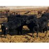 Image 3 : Elkwater Farming Co. - 870# Heifers - 70 Head (Elkwater, AB)
