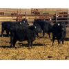 Image 5 : Elkwater Farming Co. - 870# Heifers - 70 Head (Elkwater, AB)