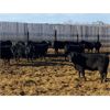 Image 6 : Elkwater Farming Co. - 870# Heifers - 70 Head (Elkwater, AB)