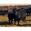 Image 7 : Elkwater Farming Co. - 870# Heifers - 70 Head (Elkwater, AB)