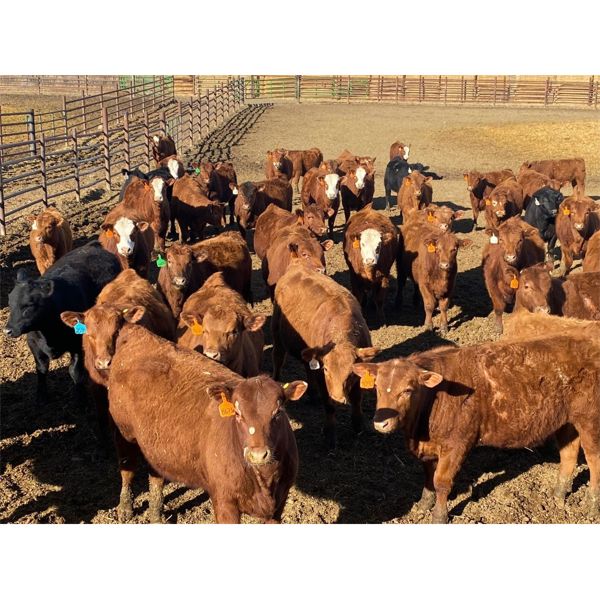 Elkwater Farming Co. - 700# Heifers - 135 Head (Elkwater, AB)