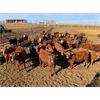 Image 3 : Elkwater Farming Co. - 700# Heifers - 135 Head (Elkwater, AB)