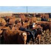 Image 5 : Elkwater Farming Co. - 700# Heifers - 135 Head (Elkwater, AB)
