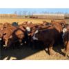 Image 6 : Elkwater Farming Co. - 700# Heifers - 135 Head (Elkwater, AB)