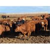 Image 7 : Elkwater Farming Co. - 700# Heifers - 135 Head (Elkwater, AB)