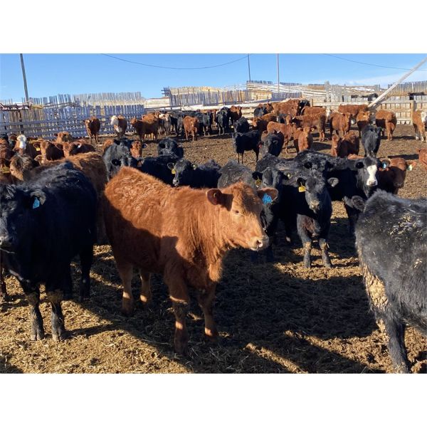 Dennis & Barb Holmes - 731# Heifers - 144 Head (Cochrane, AB)