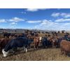 Image 5 : Dennis & Barb Holmes - 731# Heifers - 144 Head (Cochrane, AB)
