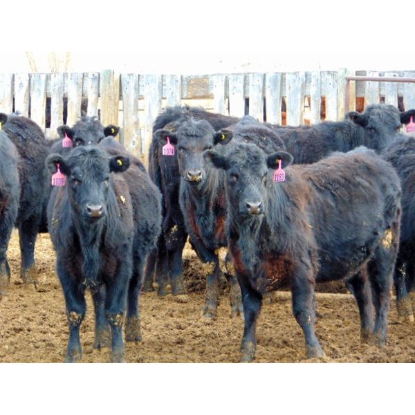 R&W Cattle Co. - 760# Heifers - 80 Head (Rosemary, AB)