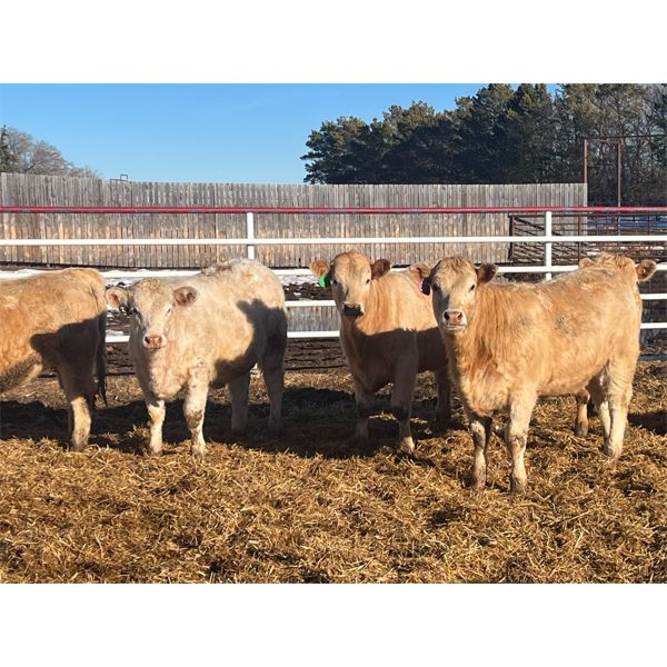 Hawks Haven Ranch - 850# Heifers - 75 Head (Compeer, AB)