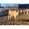 Image 6 : Hawks Haven Ranch - 850# Heifers - 75 Head (Compeer, AB)
