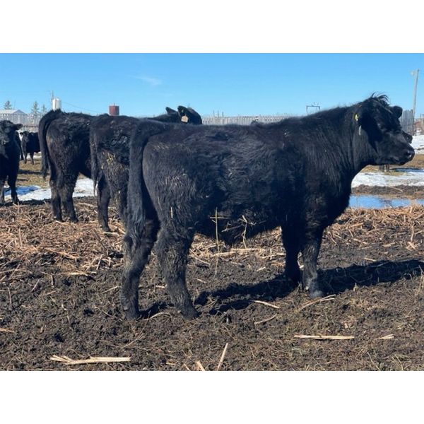 Chris Wimmer - 820# Steers - 75 Head (Eriksdale, MB)