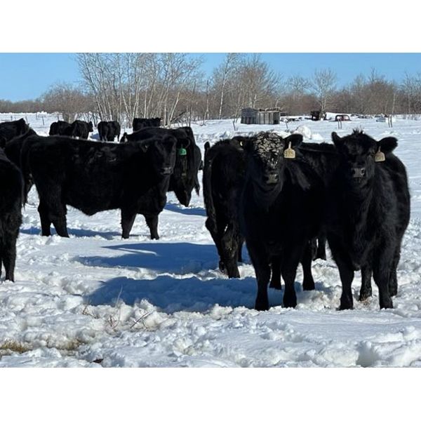 Chris Wimmer - 735# Heifers - 80 Head (Eriksdale, MB)