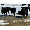 Image 3 : Chris Wimmer - 735# Heifers - 80 Head (Eriksdale, MB)