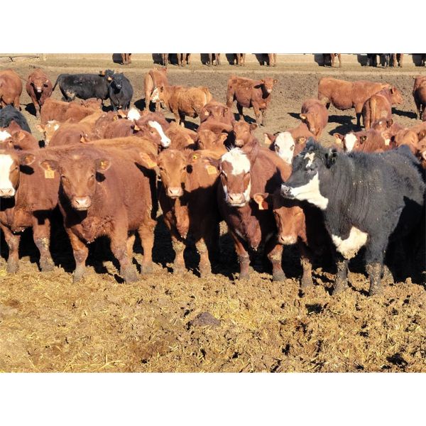 M Bar Ranch Ltd. - 840# Steers - 208 Head (Medicine Hat, AB)