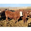 Image 4 : M Bar Ranch Ltd. - 840# Steers - 208 Head (Medicine Hat, AB)