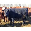 Image 5 : M Bar Ranch Ltd. - 840# Steers - 208 Head (Medicine Hat, AB)