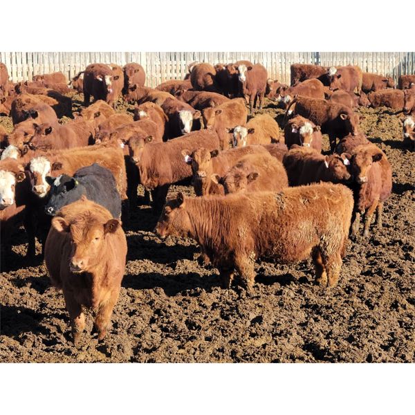 M Bar Ranch Ltd. - 690# Heifers - 160 Head (Medicine Hat, AB)