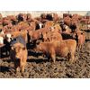 Image 1 : M Bar Ranch Ltd. - 690# Heifers - 160 Head (Medicine Hat, AB)