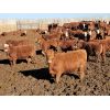 Image 2 : M Bar Ranch Ltd. - 690# Heifers - 160 Head (Medicine Hat, AB)