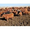 Image 3 : M Bar Ranch Ltd. - 690# Heifers - 160 Head (Medicine Hat, AB)