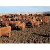 Image 4 : M Bar Ranch Ltd. - 690# Heifers - 160 Head (Medicine Hat, AB)