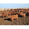 Image 5 : M Bar Ranch Ltd. - 690# Heifers - 160 Head (Medicine Hat, AB)