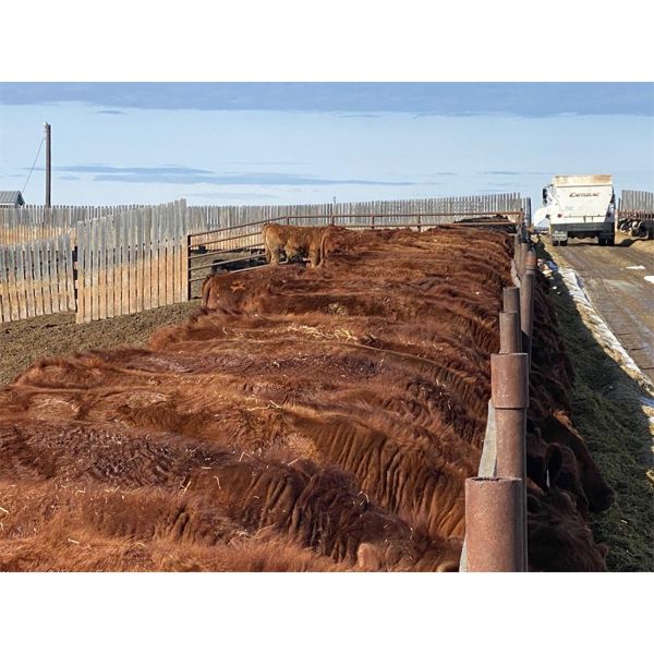West Ridge Farms - 950# Steers - 70 Head (Crossfield, AB)