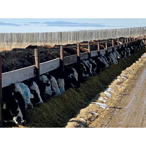 West Ridge Farms - 920# Steers - 81 Head (Crossfield, AB)