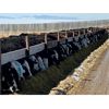 Image 1 : West Ridge Farms - 920# Steers - 81 Head (Crossfield, AB)