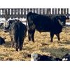 Image 5 : West Ridge Farms - 920# Steers - 81 Head (Crossfield, AB)