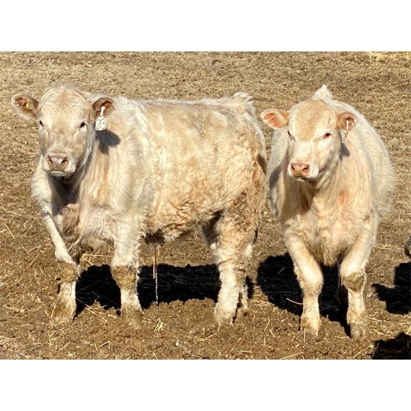 West Ridge Farms - 925# Steers - 71 Head (Crossfield, AB)
