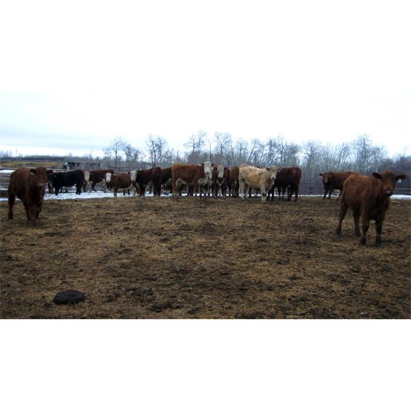 Reilly Lake Ranching - 1000# Steers - 65 Head (Lloydminster, AB)