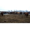 Image 1 : Reilly Lake Ranching - 1000# Steers - 65 Head (Lloydminster, AB)