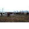 Image 2 : Reilly Lake Ranching - 1000# Steers - 65 Head (Lloydminster, AB)