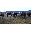 Image 3 : Reilly Lake Ranching - 1000# Steers - 65 Head (Lloydminster, AB)