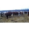 Image 4 : Reilly Lake Ranching - 1000# Steers - 65 Head (Lloydminster, AB)