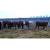 Image 5 : Reilly Lake Ranching - 1000# Steers - 65 Head (Lloydminster, AB)