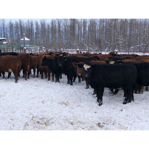 Eastligt Farms - 960# Heifers - 200 Head (Jarvie, AB)