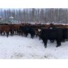 Image 1 : Eastligt Farms - 960# Heifers - 200 Head (Jarvie, AB)