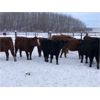 Image 2 : Eastligt Farms - 960# Heifers - 200 Head (Jarvie, AB)