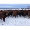 Image 4 : Eastligt Farms - 960# Heifers - 200 Head (Jarvie, AB)