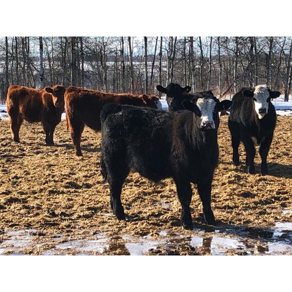 Lopushinsky Farms Ltd. - 720# Steers - 130 Head (Bruderheim, AB)