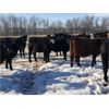 Image 2 : Lopushinsky Farms Ltd. - 720# Steers - 130 Head (Bruderheim, AB)