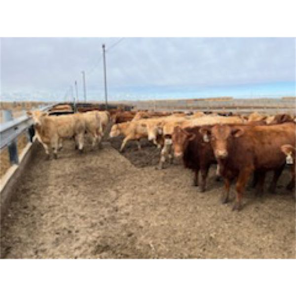 South Island Farms - 830# Heifers - 75 Head (Bow Island, AB)