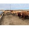 Image 1 : South Island Farms - 830# Heifers - 75 Head (Bow Island, AB)